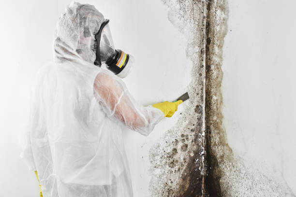 Best Residential Mold Removal  in East Honolulu, HI