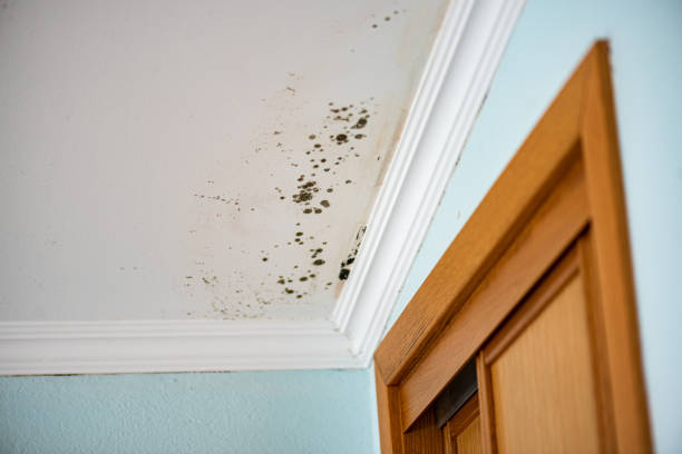 Best Mold Cleaning Services  in East Honolulu, HI