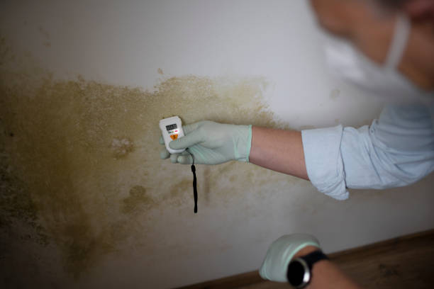 Best Toxic Mold Removal  in East Honolulu, HI