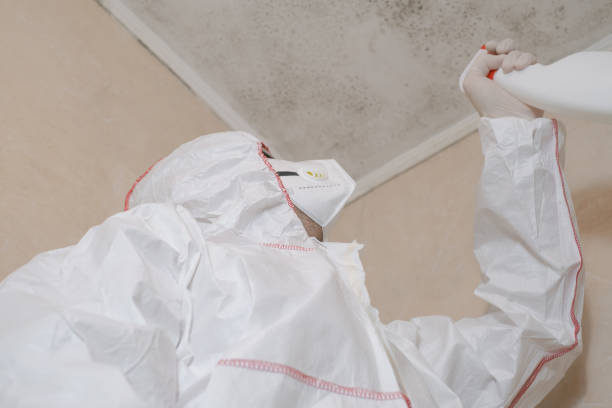 Best Commercial Mold Removal  in East Honolulu, HI