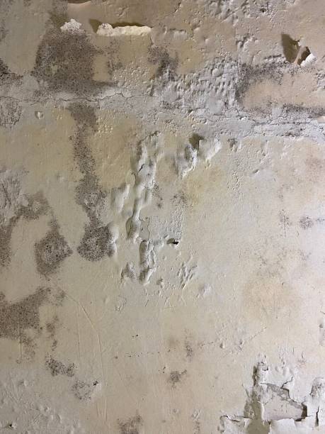 Mold Testing and Removal in East Honolulu, HI