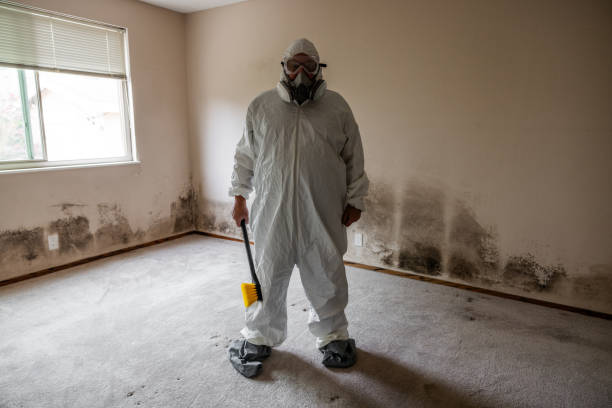 Best Certified Mold Removal  in East Honolulu, HI