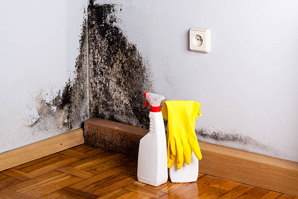 Mold Removal Process in East Honolulu, HI