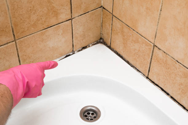Best Black Mold Removal  in East Honolulu, HI